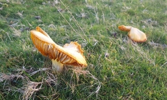 Cuphophyllus pratensis