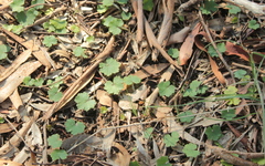 Hydrocotyle hirta