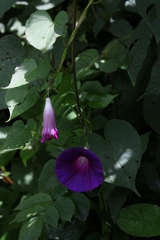 Ipomoea orizabensis orizabensis