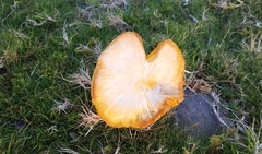 Cuphophyllus pratensis