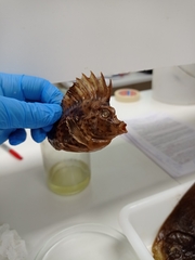 Congiopodus peruvianus