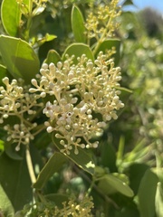 Olea capensis