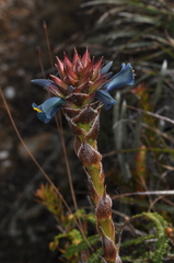 Puya eryngioides