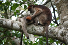 Piliocolobus tephrosceles