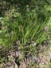 Lilaeopsis carolinensis