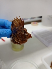 Congiopodus peruvianus