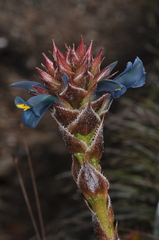 Puya eryngioides