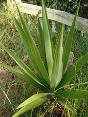 Furcraea andina