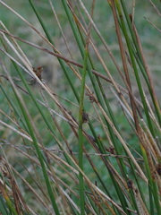 Juncus conglomeratus
