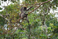Piliocolobus tephrosceles