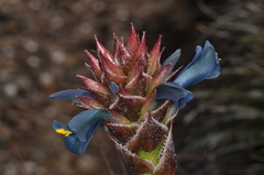 Puya eryngioides