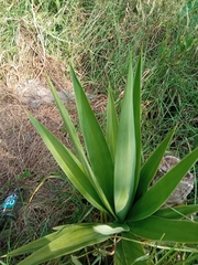Furcraea andina