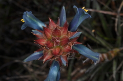 Puya eryngioides