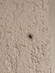 Dysderidae