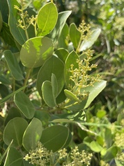 Olea capensis