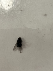 Musca domestica