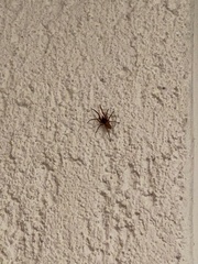 Dysderidae