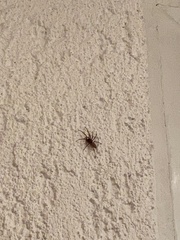 Dysderidae
