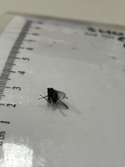 Musca domestica