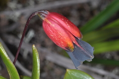 Alstroemeriaceae