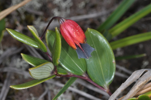 Bomarea brachysepala (Bomarea brachysepala)