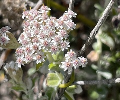 Plecostachys serpyllifolia