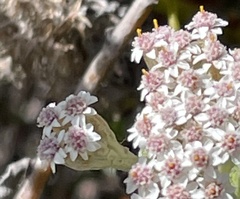 Plecostachys serpyllifolia