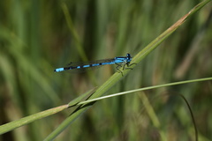 Enallagma annexum