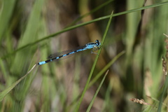 Enallagma annexum