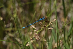 Enallagma annexum