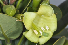 Gentianaceae