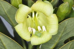 Gentianaceae