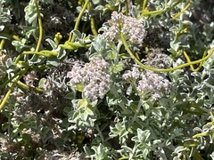 Plecostachys serpyllifolia