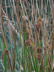 Juncus conglomeratus
