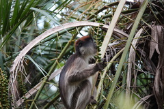 Piliocolobus tephrosceles