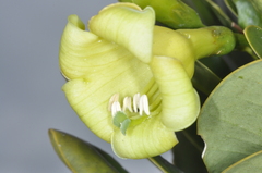 Gentianaceae