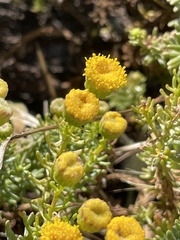 Chrysocoma coma-aurea