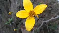 Bidens triplinervia