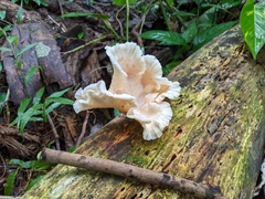 Favolus brasiliensis