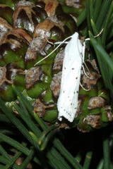 Myelois circumvoluta