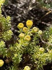 Chrysocoma coma-aurea