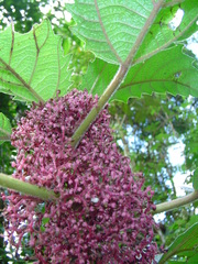 Urera baccifera
