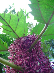 Urera baccifera