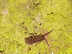 Orchesella