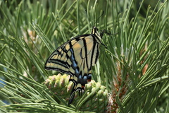 Papilio multicaudata pusillus