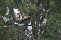 Ephippiorhynchus asiaticus