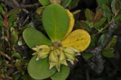 Clusiaceae