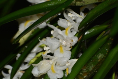 Epicadus heterogaster