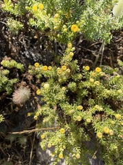 Chrysocoma coma-aurea