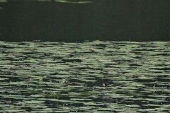 Irediparra gallinacea